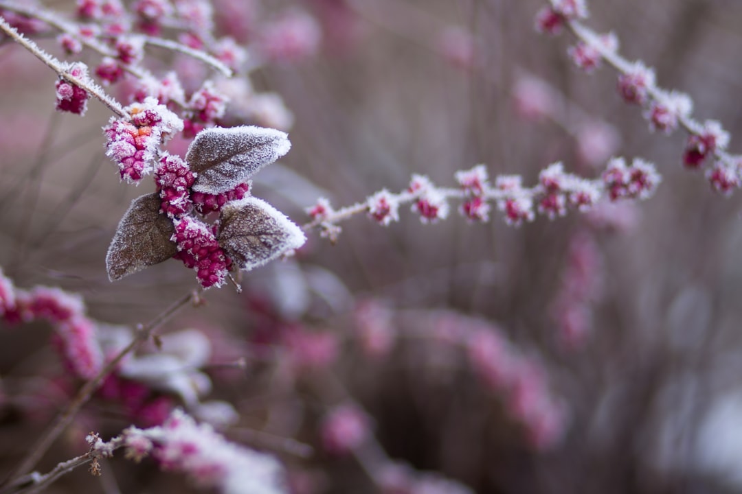 Alles over de start van Winter Vol Liefde 2026: datum, kandidaten en wat je kunt verwachten