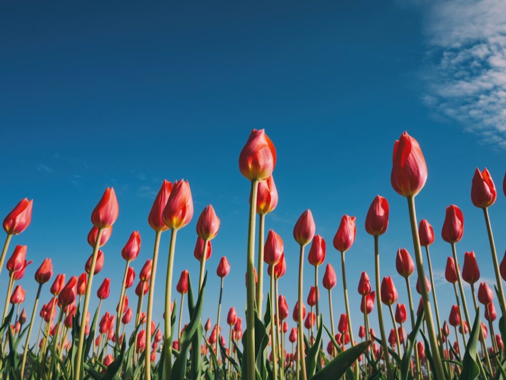 De winter voorbij: Wanneer wordt het echt weer lente?